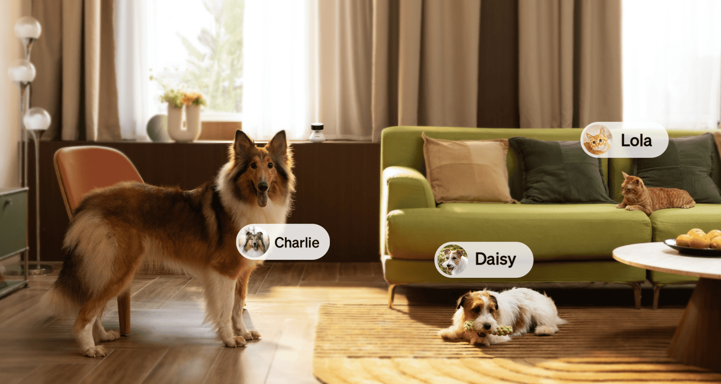 Scout Smart Camera for pet